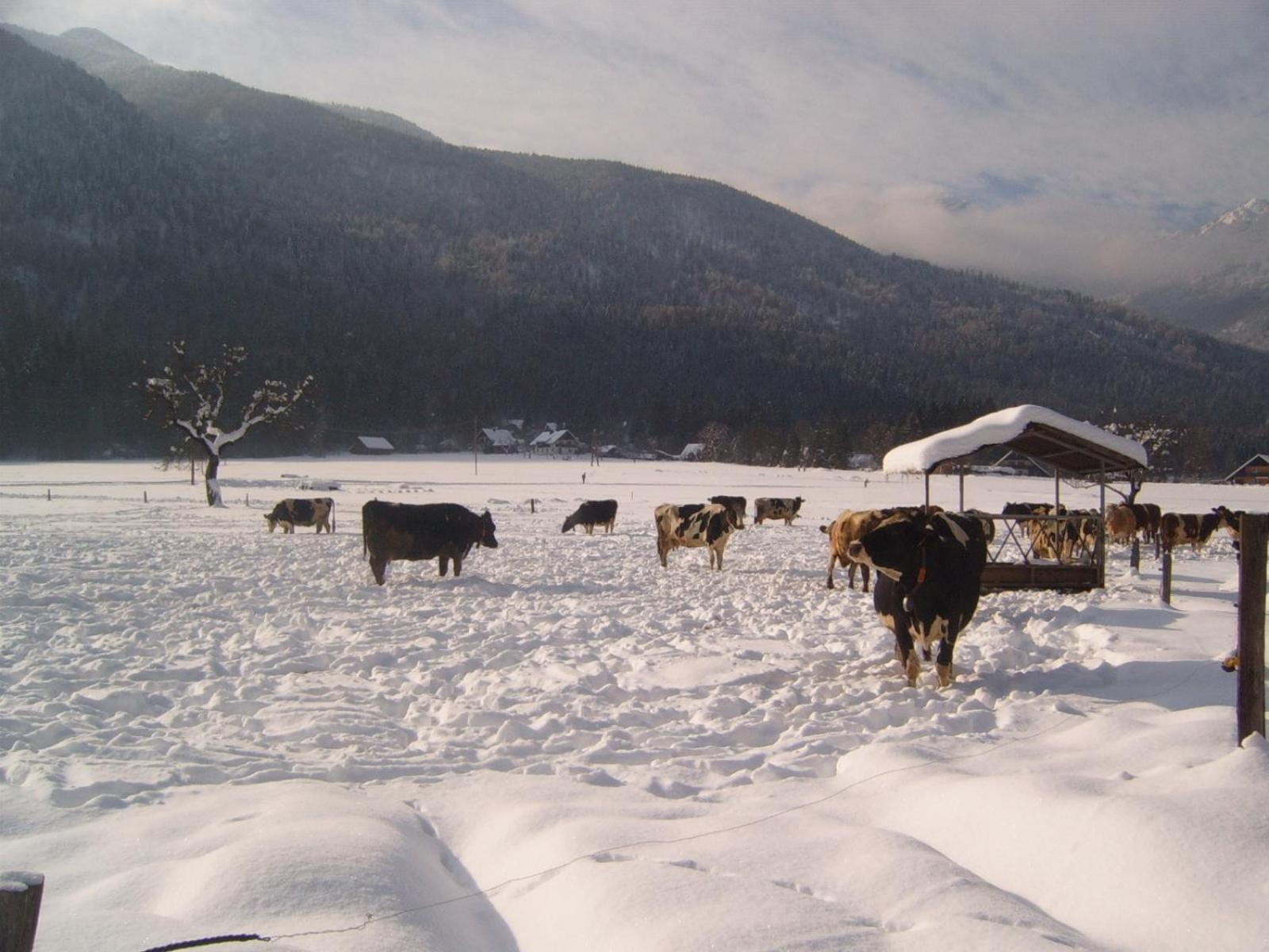 Farmhouse Soklic Bohinj Exterior photo